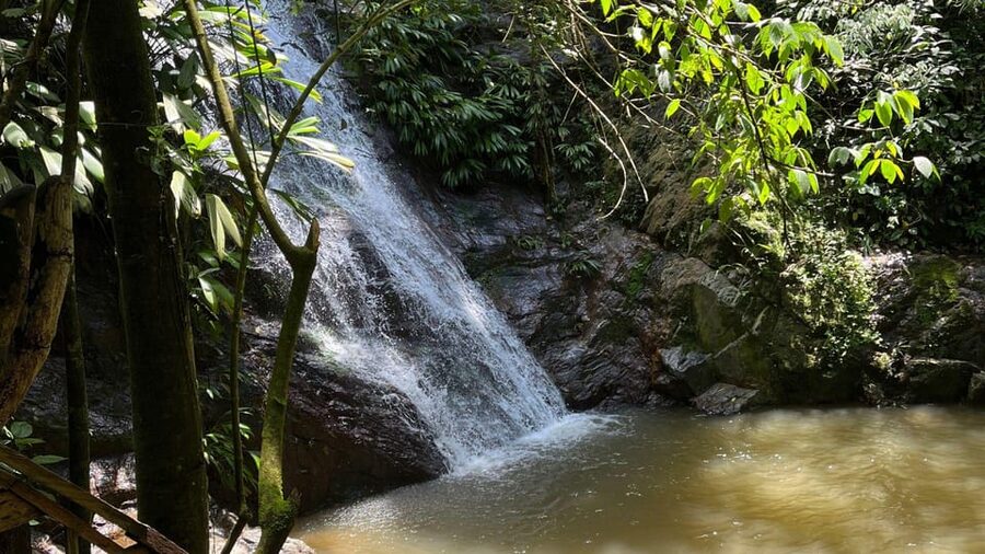 Minca: Hidden Waterfall + Coffee and Cocoa Workshop - Coffee from harvest to roasting