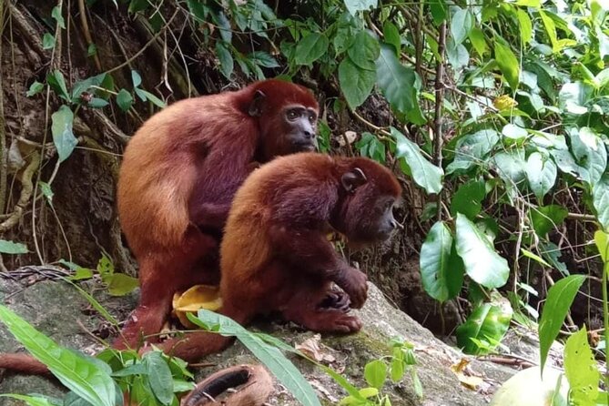 Monkey’s Creek: An Extreme Tropical Forest Hiking Adventure - Breakfast beside the lake