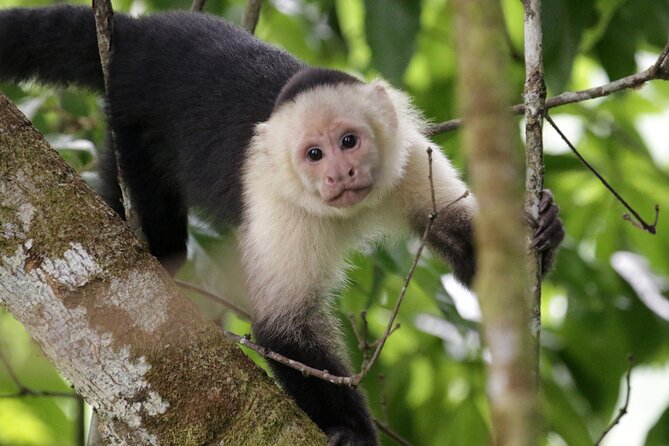 Monkey’s Creek: An Extreme Tropical Forest Hiking Adventure - Is $150 per person a fair price?