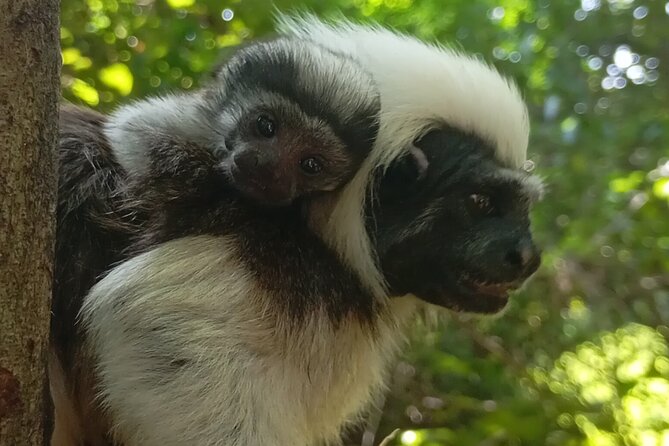 Monkey Volunteer Work in Wildlife Reserve Near Cartagena - Key points to know before you book