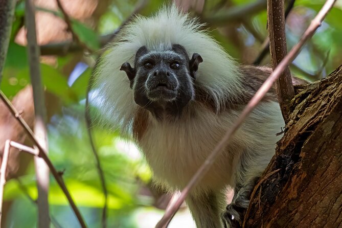 Monkey Volunteer Work in Wildlife Reserve Near Cartagena - Food preparation and the rules that protect wildlife