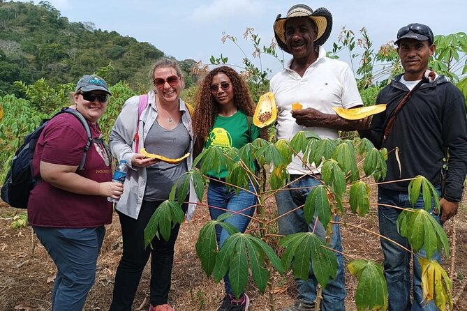 Monkey Volunteer Work in Wildlife Reserve Near Cartagena - Meeting farmers and harvesting cassava and papaya