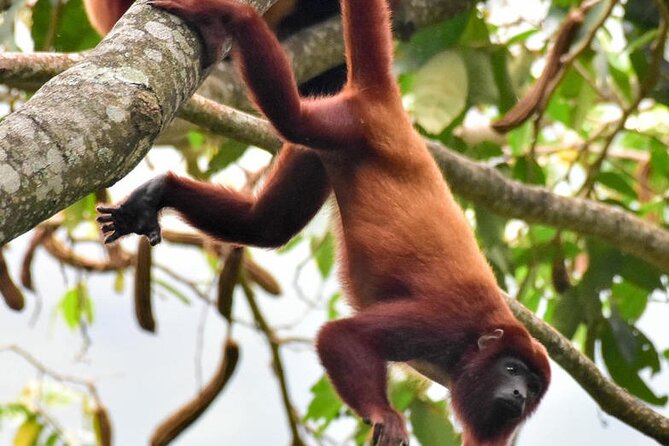 Monkey Volunteer Work in Wildlife Reserve Near Cartagena - What the $149 price really covers
