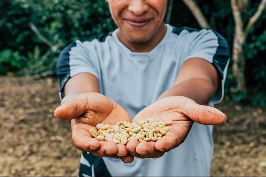 Most complete COFFEE TOUR at local family farm - From harvesting to processing: the work behind the bean