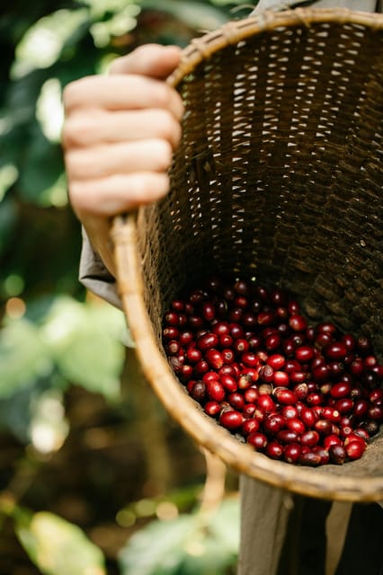 Most complete COFFEE TOUR at local family farm - Roasting and tasting: learning what your cup is saying