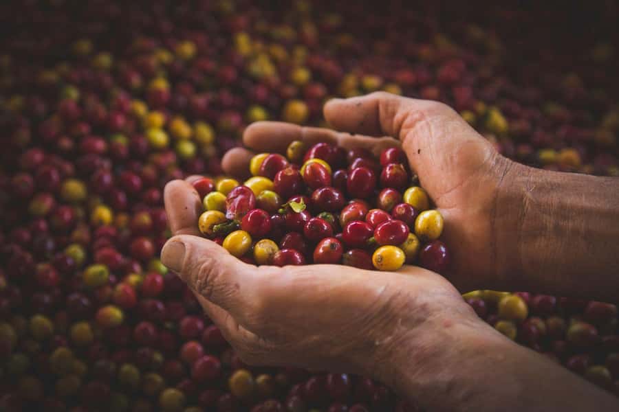 Most complete COFFEE TOUR at local family farm - At the family farm, coffee becomes a crop instead of a drink