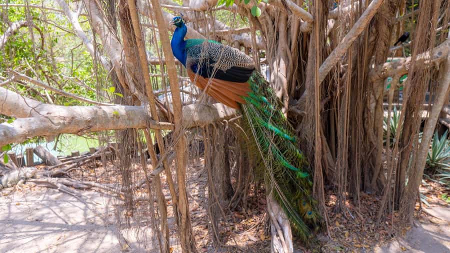 National Aviary and Playa Blanca Plankton Full-Day Tour - Is $83 a fair price?
