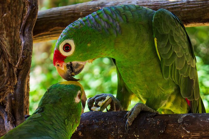 National Aviary & Mambo Beach Club Baru - Playa Blanca - Why this Cartagena day trip works