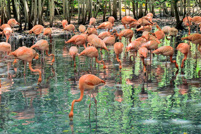 National Aviary & Mambo Beach Club Baru - Playa Blanca - The afternoon schedule and ride back