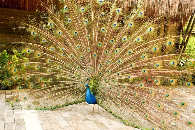 National Aviary private from Cartagena - Walking through four recreated ecosystems