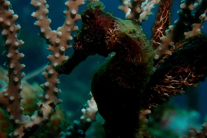 PADI Open Water Diving Course - A sensible start for first-time students