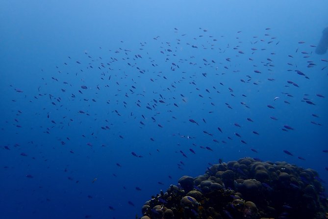 PADI Open Water Diving Course - Two mornings around Baru Island