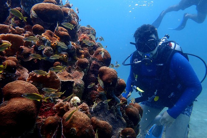 PADI Open Water Diving Course - What you may see below the surface