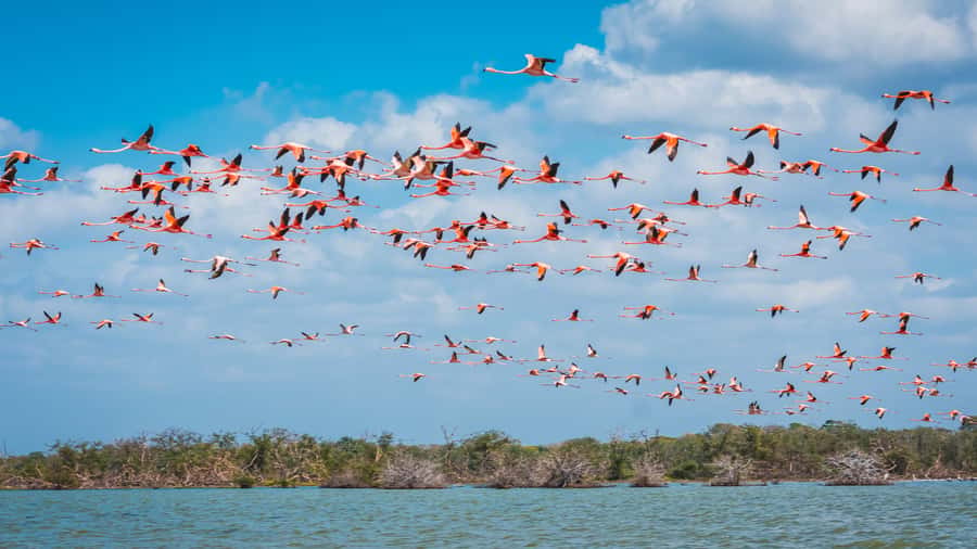 Palomino: Sanctuary of Flamingos Day Tour - Key points to know before you book