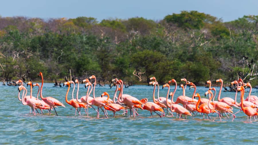 Palomino: Sanctuary of Flamingos Day Tour - Why this flamingo trip is different from a standard beach day
