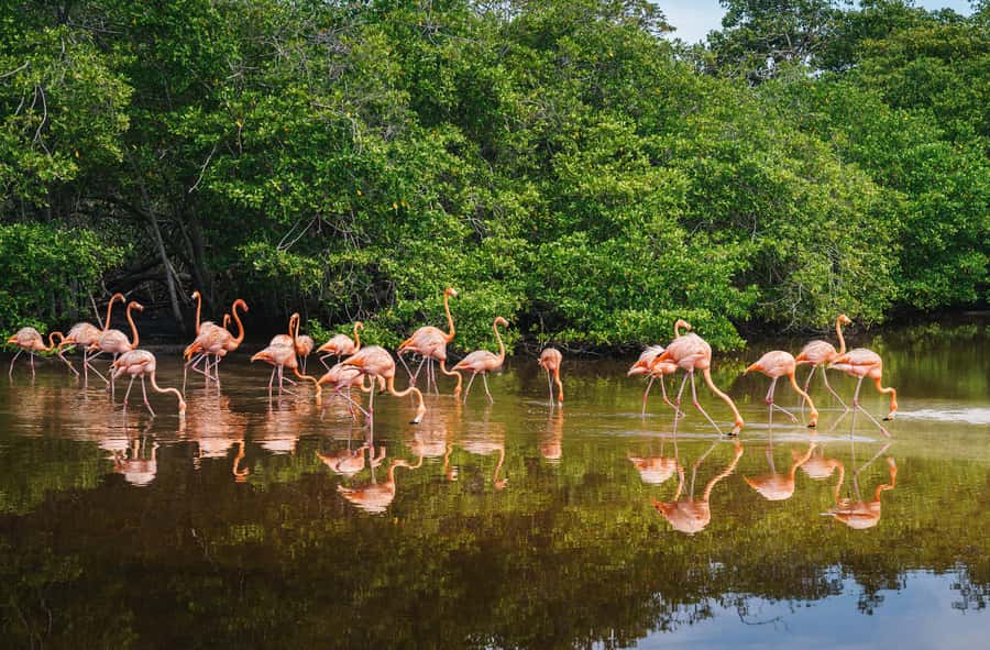 Palomino: Sanctuary of Flamingos Day Tour - Who will enjoy this experience most