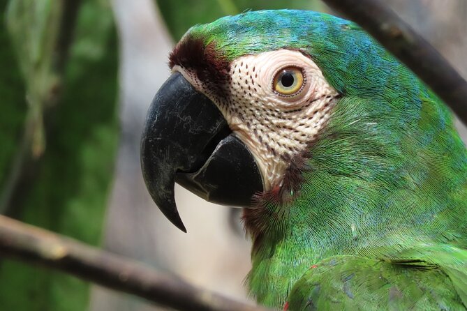 Parrot & Macaw Volunteering in a Wildlife Reserve Near Cartagena - Key points to know before you go