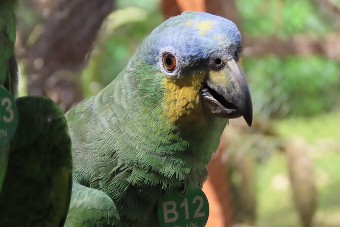 Parrot & Macaw Volunteering in a Wildlife Reserve Near Cartagena - What the $132 price really covers