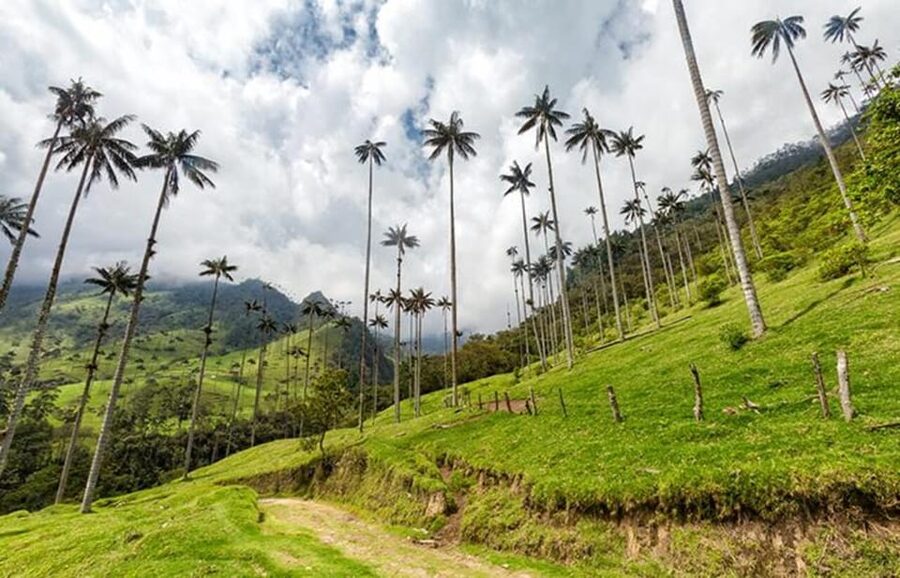 PEREIRA/ARMENIA: Full Day Tour to Salento, Filandia, and Cocora Valley - The private group advantage