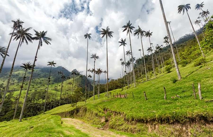PEREIRA/ARMENIA: Full Day Tour to Salento, Filandia, and Cocora Valley - What to bring and what to plan