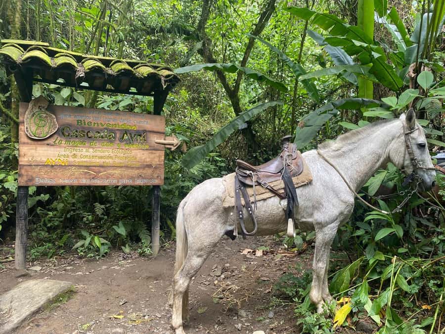 PEREIRA: DAY TREKKING TO WATERFALL + LUNCH AND MOUNTAINEERING COFFEE - Don Lolo restaurant and the Colombian lunch