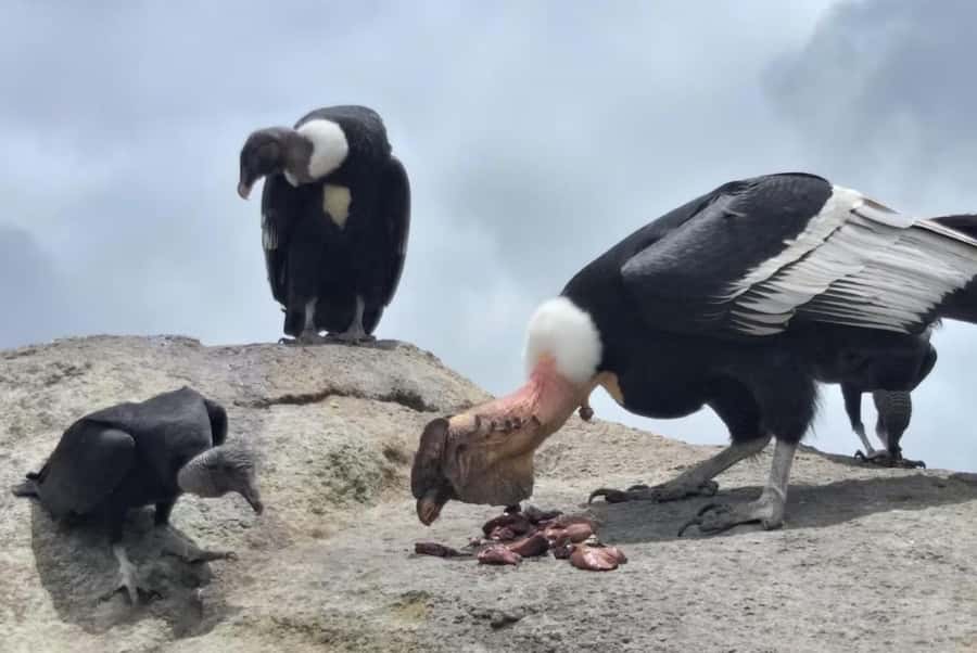 Popayan: Condor Watching in Purace + San Juan Hot Springs - The Condor Stone and an hour with Colombia’s great bird