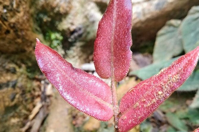 Private 12-hour tour of the Farallones de Cali - Key points at a glance