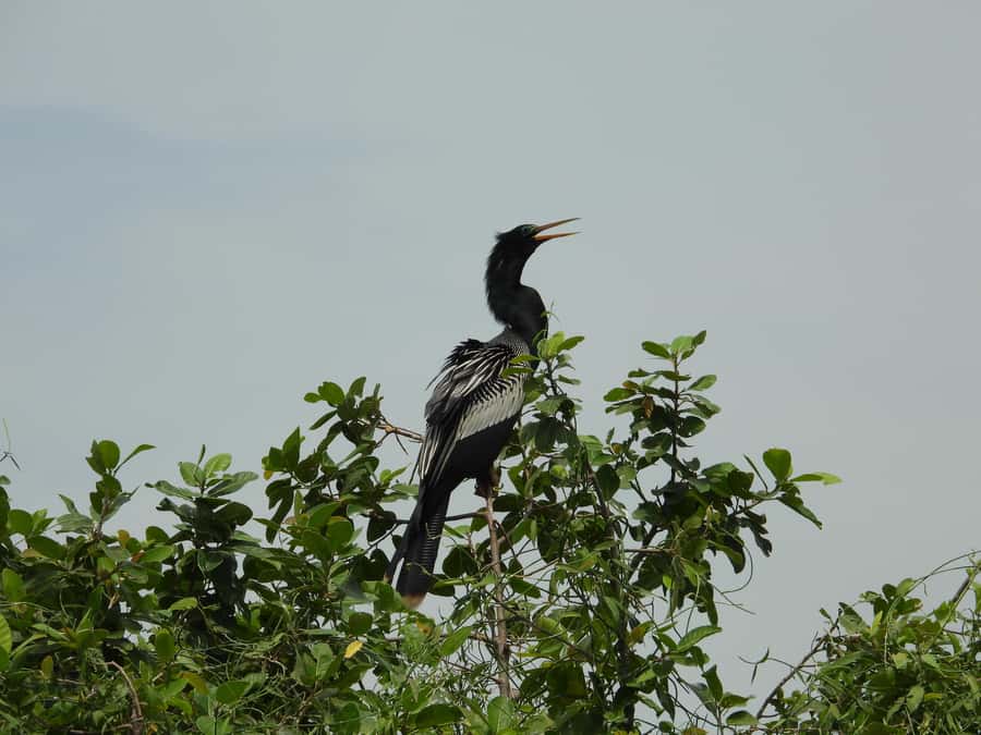 Private birdwatching tour on the Dique Canal - Key points to know before you book