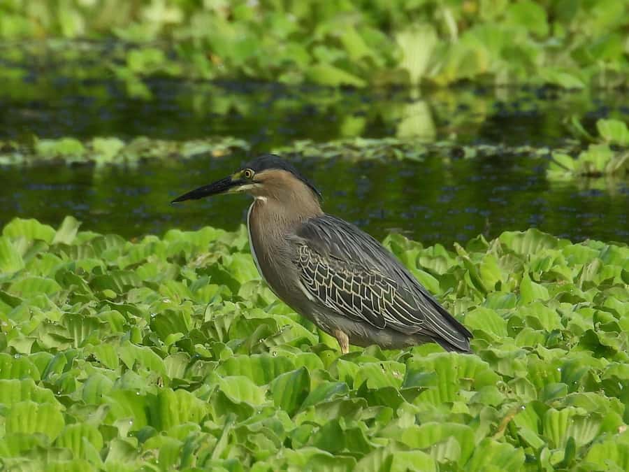 Private birdwatching tour on the Dique Canal - What the wetland stops add to the morning