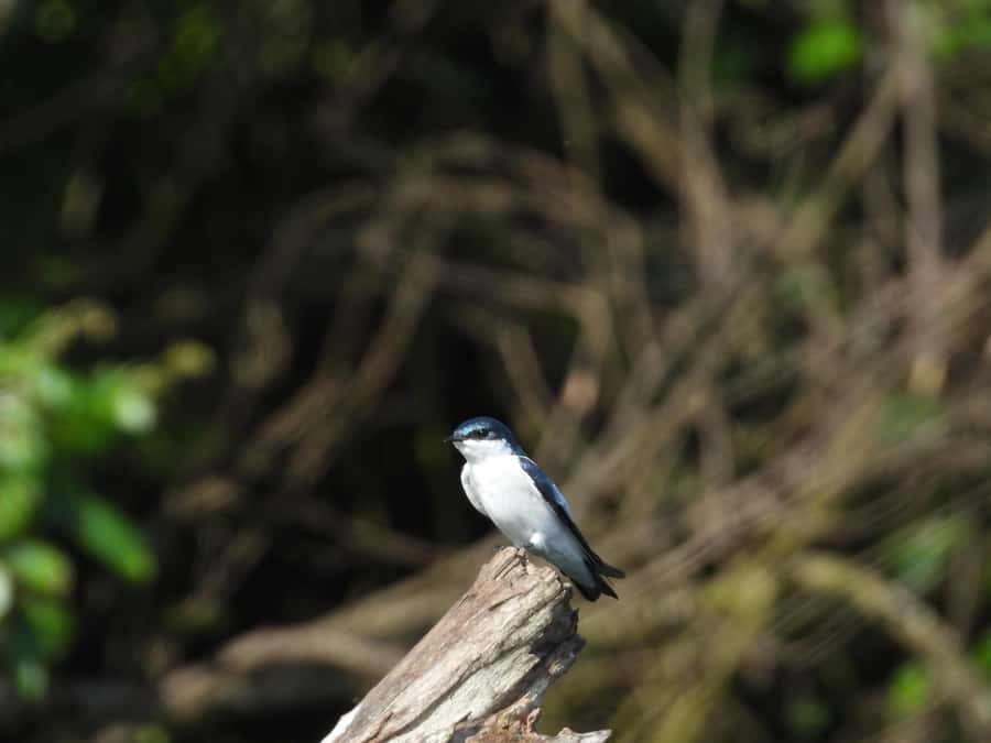 Private birdwatching tour on the Dique Canal - Walking through tropical dry forest at a local farm