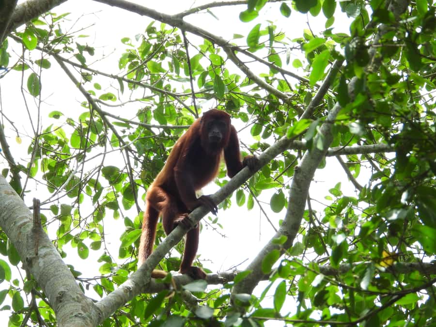 Private birdwatching tour on the Dique Canal - Bird photographs and the value of a private guide