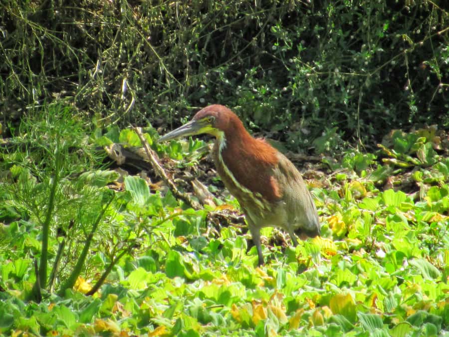 Private birdwatching tour on the Dique Canal - Is $126 per person fair?