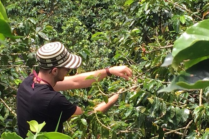 Private Coffee Farm Tour in Medellin: Real Authentic Experience - Picking beans is the most hands-on part