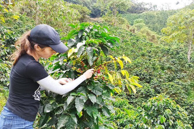 Private coffee tour near Medellín, from bean to cup. - Why Sabaneta makes a practical coffee stop