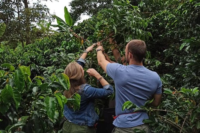 Private coffee tour near Medellín, from bean to cup. - Picking coffee cherries on the hillside