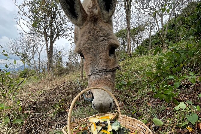 Private Day of Immersion in Country Life with Food - Is $65 a fair price?