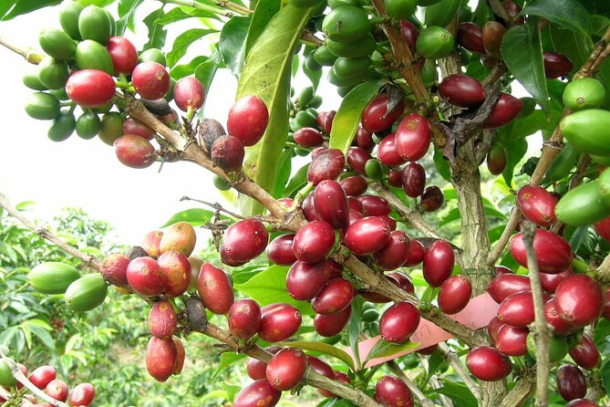 Private Experience in Coffee Hacienda: From Plant to Cup - Traditional Lunch Before the Return to Bogotá