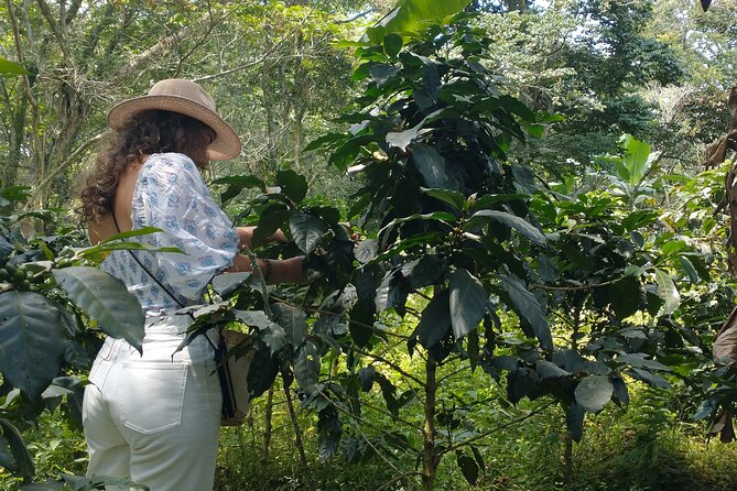 Private Experience in Coffee Hacienda: From Plant to Cup - Is $123 a Fair Price?