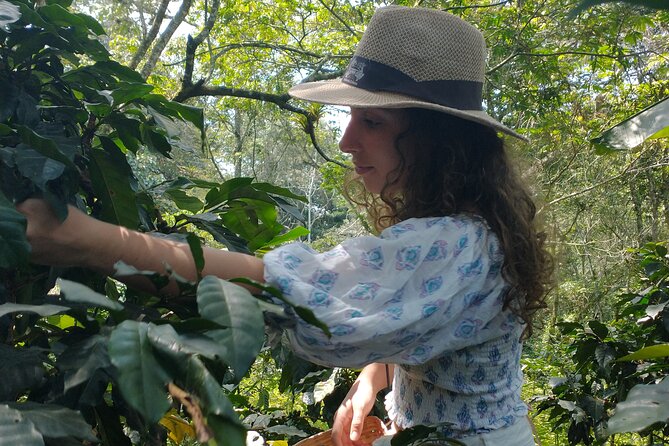Private Experience in Coffee Hacienda: From Plant to Cup - Practical Tips for a Better Day