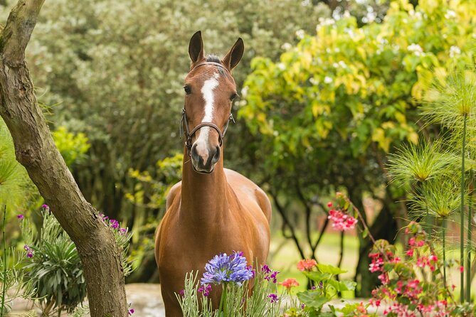 Private Guided Tour of Colombia’s Paso Fino Horse - The drive from Bogotá to El Rosal