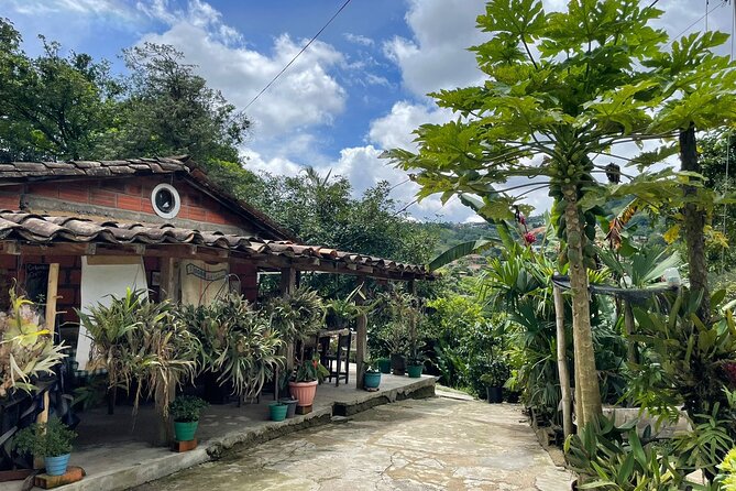 Private Half-Day Coffee Tour at Family Farm Close to Medellín! - Picking coffee cherries from the plant