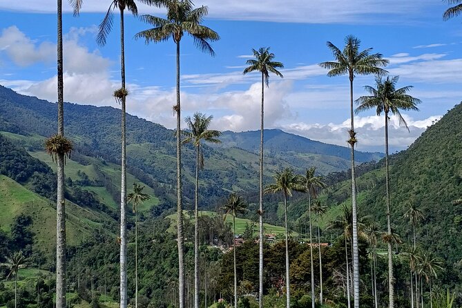 Private Tour Charm of Cocora Valley Salento and Philandia - Who should book this experience