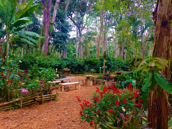 Private Tour - Coffee Tour (Cultivations) - The final cup and tasting session