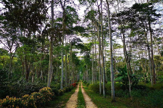 Private Tour - Coffee Tour (Cultivations) - The transportation warning you should not ignore