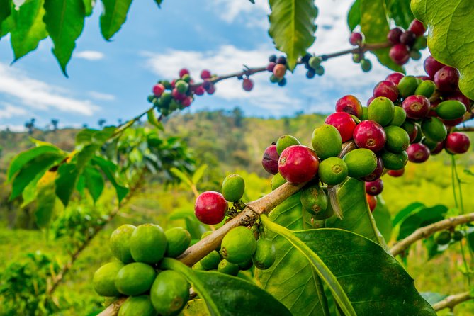 Private Tour - Coffee Tour (Cultivations) - Arriving at the coffee hacienda