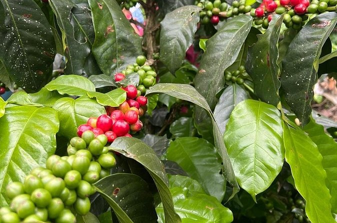 Private Tour from Bogota to Finca Cafetera - Private group size and the feel of the day
