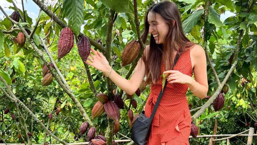 Private Tour of Chocolate Plantation and Processing - From Pereira pickup to Tolima cocoa country