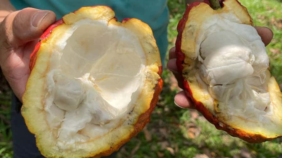 Private Tour of Chocolate Plantation and Processing - Making your own artisanal chocolate
