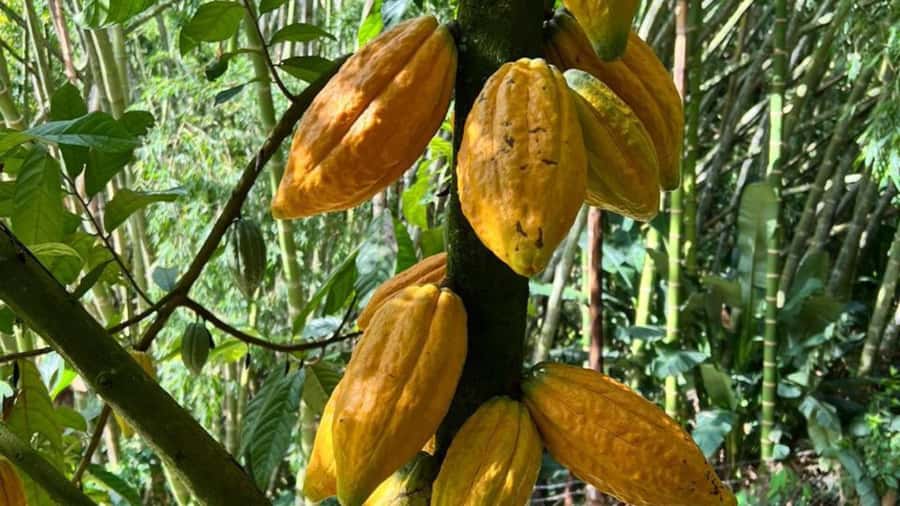 Private Tour of Chocolate Plantation and Processing - What the $133 price includes