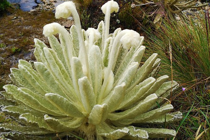 Private Tour - Páramo de Santurban (Nature) - The 2-kilometer walk to Laguna Negra
